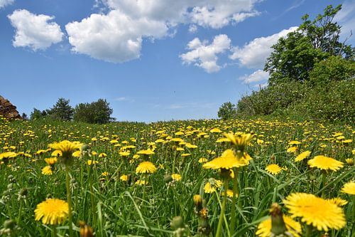 Een paardebloembloemenveld in de lente