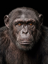 Ein Blick von', ehemaliger von Manjik Pictures