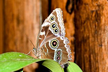 Vlinder Ecuador mooi van kleur en vorm van Hermineke Pijls