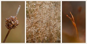 triptych in autumn colours