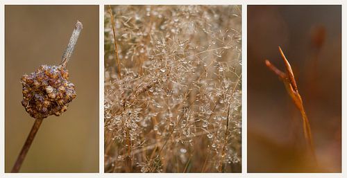 triptyque aux couleurs de l'automne