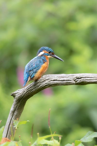 Kingfisher on a tree trunk by Pascale Driessen fotografie