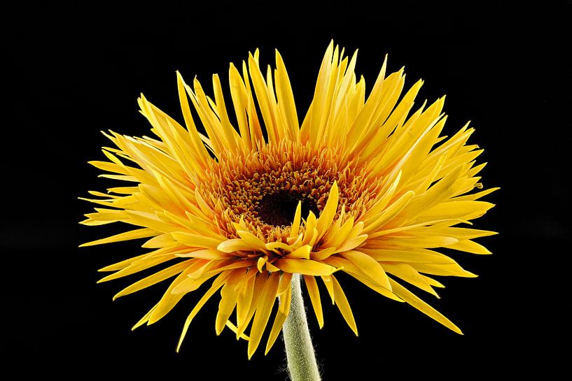 Gerbera Gelb von Tanja van Beuningen