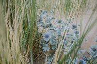 Blauwe zee distel en gras 01