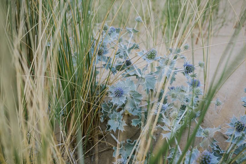 Blauwe zee distel en gras 01 van Lisenka l' Ami Fotografie