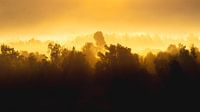 Sonnenaufgang hinter nebligen Bäumen