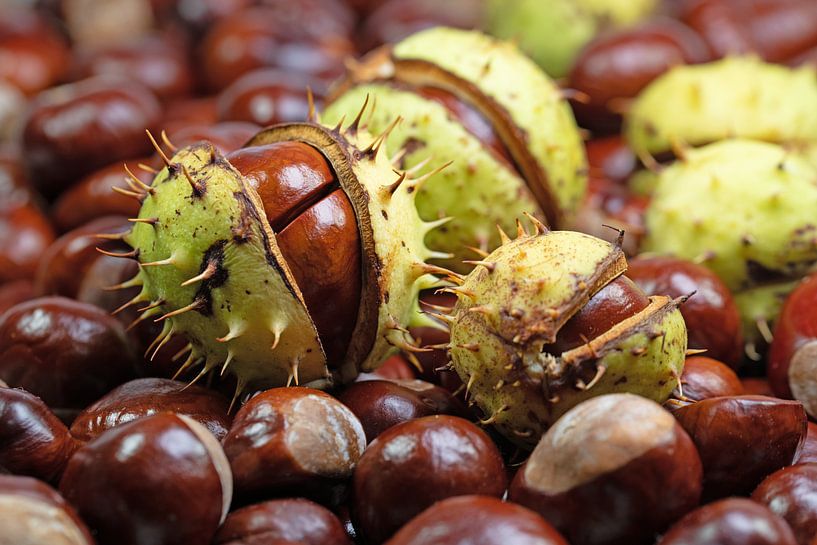 Horse chestnuts by Michael Schuppich