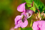 Busy bee by Rob Smit thumbnail