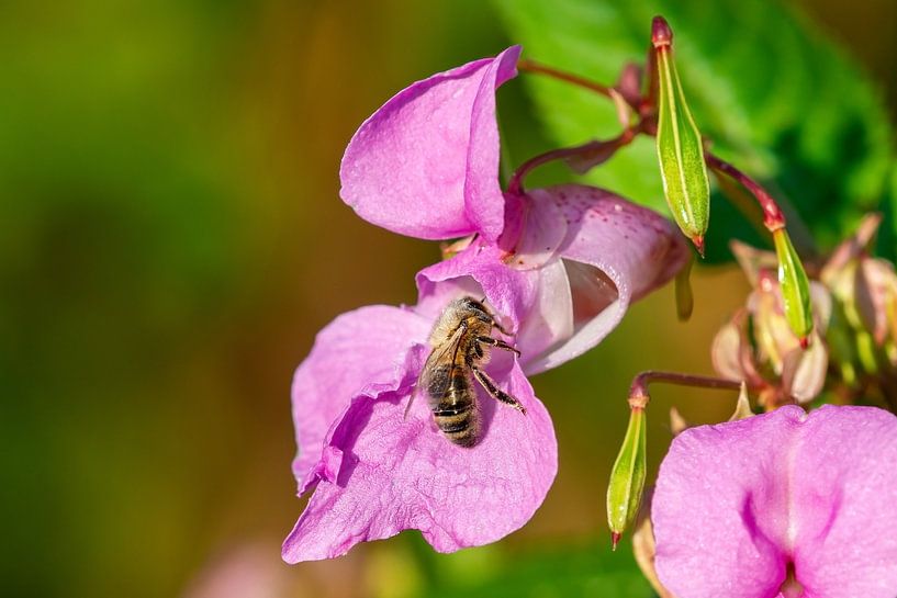 Busy bee by Rob Smit