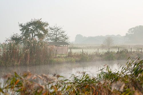 Fog in the Ooijpolder