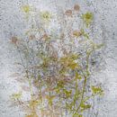 Wild herbs by Kay Weber thumbnail