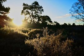 Het begon licht van Made by Martin