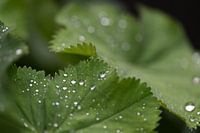 Rain on the lady's mantle