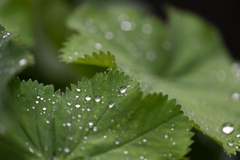 Rain on the lady's mantle by Hester van den Hoek