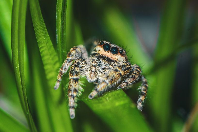 Zebra jumping spider by Lars Jahnke