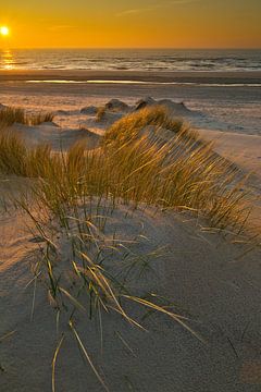 Tallgrass in the dunes at sunset by peterheinspictures