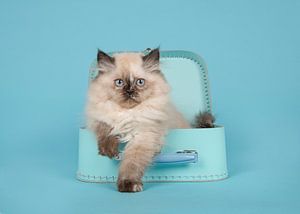 Kitten met blauwe ogen in blauwe koffer von Elles Rijsdijk