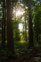 Trees backlight