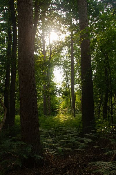 Trees backlight by Petra van der Werff