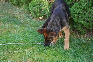 Chienne de berger (chiot) jouant avec un tuyau d'arrosage