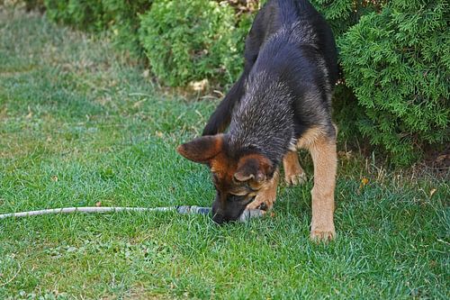 Schapenhond (puppy) speelt met tuinslang