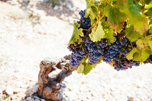 Wijnrank in de zomer