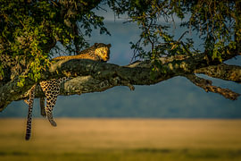 Leopard in a Tree — Serengeti