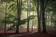 Rust in het bos van Edwin Mooijaart thumbnail