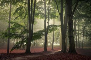 La paix dans la foret brumeuse