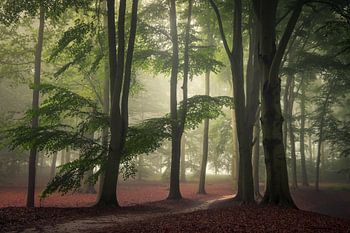 Ruhe im Wald