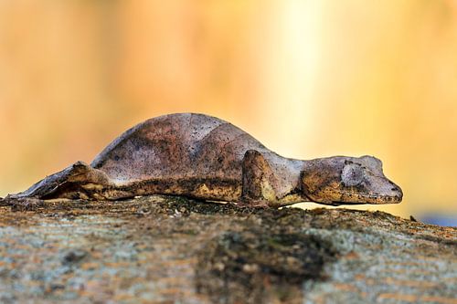 Satanische bladstaartgekko