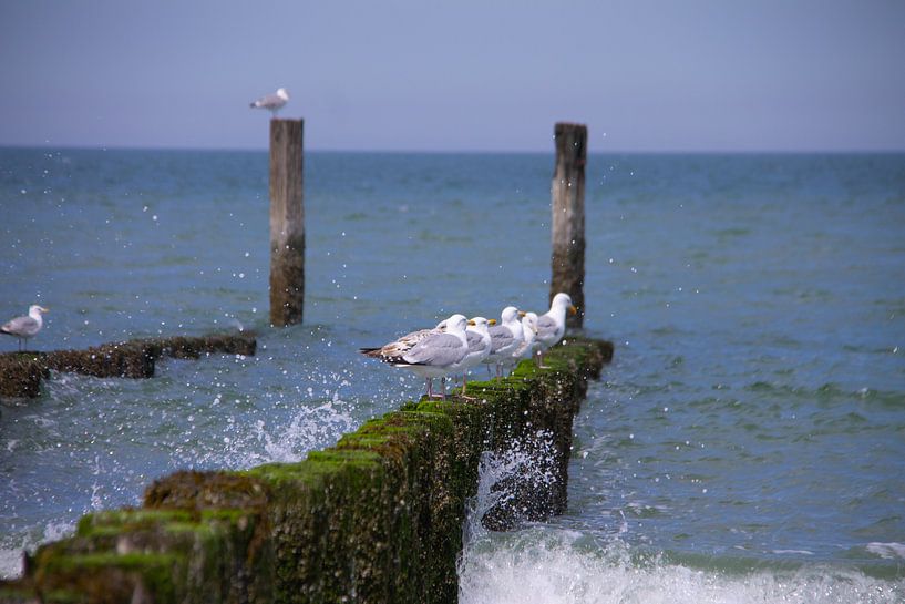 Möwen ruhen sich auf Wellenbrechern in der Nordsee an einem Sandstrand in Zeeland aus, wo das Wasser von Marco Leeggangers
