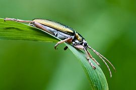 Rietkever by Peter en Hetty van Veen