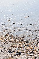 A Day at the Beach: shells on Deauville beach