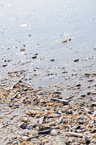 A Day at the Beach: schelpen aan het strand van Deauville