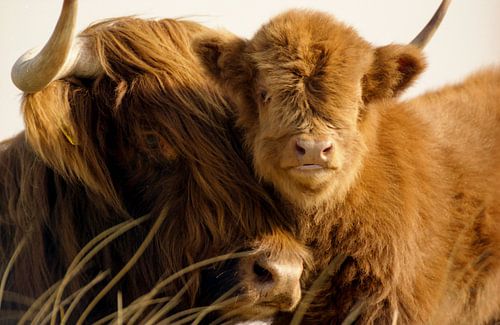 Schotse hooglander met kalfje