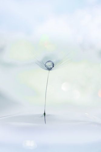 Dandelion fluff with water drop