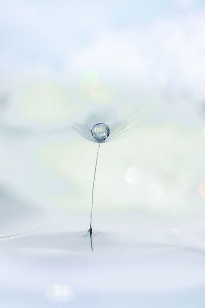 Löwenzahnflaum mit Wassertropfen von Patricia van Kuik