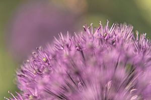 Allium I von Michael Schulz-Dostal