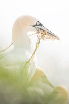 Gannet with nesting material by Nanda Bussers