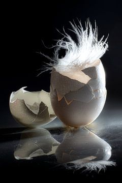 La fragilité et la tendresse d'un œuf sur SO fotografie