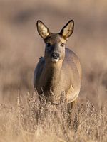 Die Rehe im Moor
