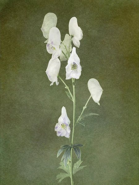 Monkshood series Fly Ointment by Marianna Geraci