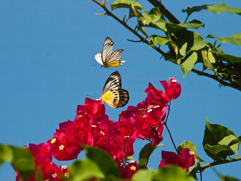 een vlinder fladderd boven een bloem von kees luiten