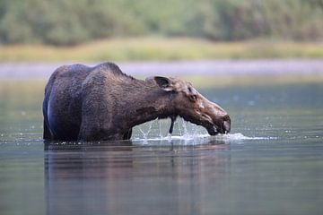 Elchkuh beim fressen von Wasserplanzen  im See  Glacier National Park in Montana, USA von Frank Fichtmüller