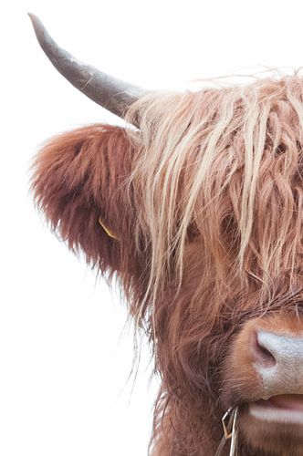 A half Scottish Highlander brown cow long hair with a white background and beautiful long hair