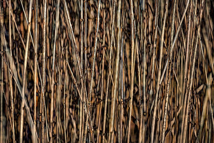 Reeds in the sun - the beauty of simplicity by Chi