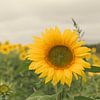 Zonnebloem van Diederik De Mezel