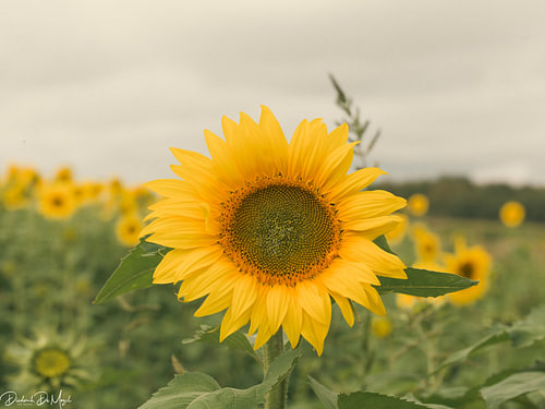 Zonnebloem