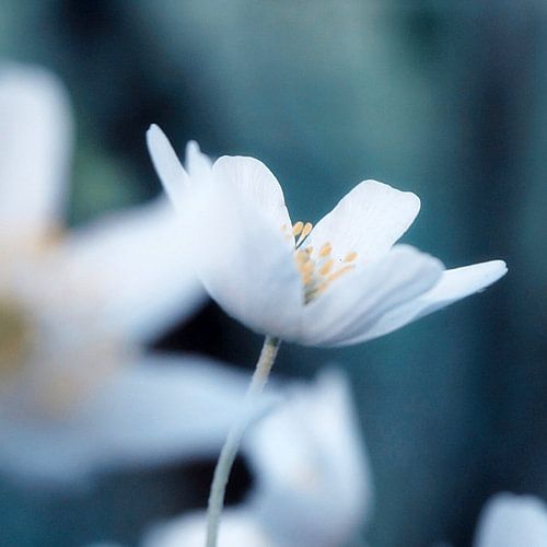 Anémone des bois II